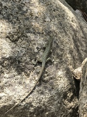 Archaeolacerta bedriagae