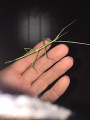 Anophelepis telesphorus