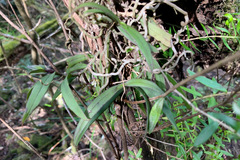 Plectorrhiza tridentata