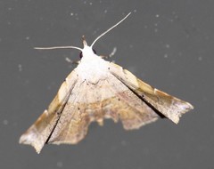 Esthlodora versicolor