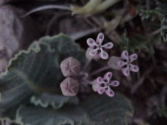 Asclepias nummularia