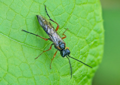 Tenthredo atra