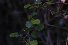 Scandia geniculata