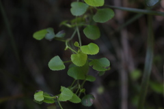 Scandia geniculata