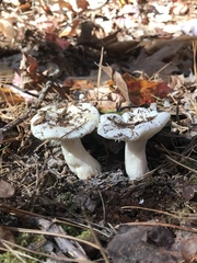 Russula perlactea