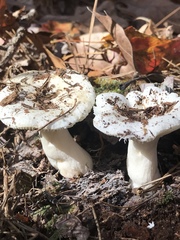 Russula perlactea