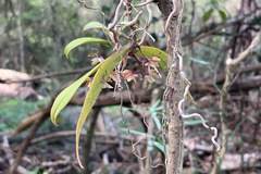 Plectorrhiza tridentata