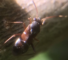 Pilophorus perplexus