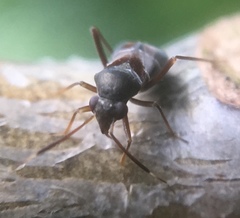 Pilophorus perplexus