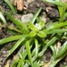Annual Pearlwort - Photo (c) James Bailey, some rights reserved (CC BY-NC), uploaded by James Bailey