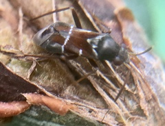 Pilophorus perplexus