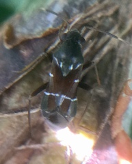 Pilophorus perplexus