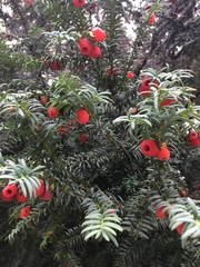Taxus baccata
