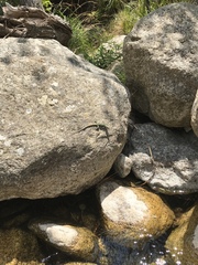 Archaeolacerta bedriagae