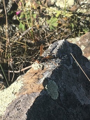 Polistes billardieri