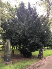 Taxus baccata
