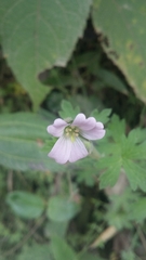 Geranium diffusum