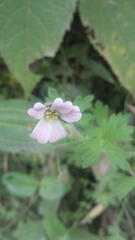 Geranium diffusum