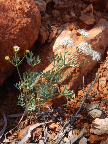 Trachymene glaucifolia (F.Muell.) Benth.