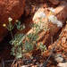 Trachymene glaucifolia - Photo (c) Steve Doyle, μερικά δικαιώματα διατηρούνται (CC BY), uploaded by Steve Doyle