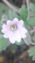 Geranium diffusum