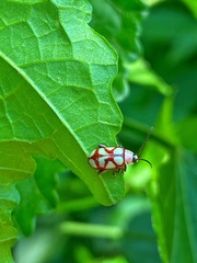 Omophoita magniguttis