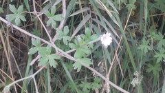 Geranium diffusum