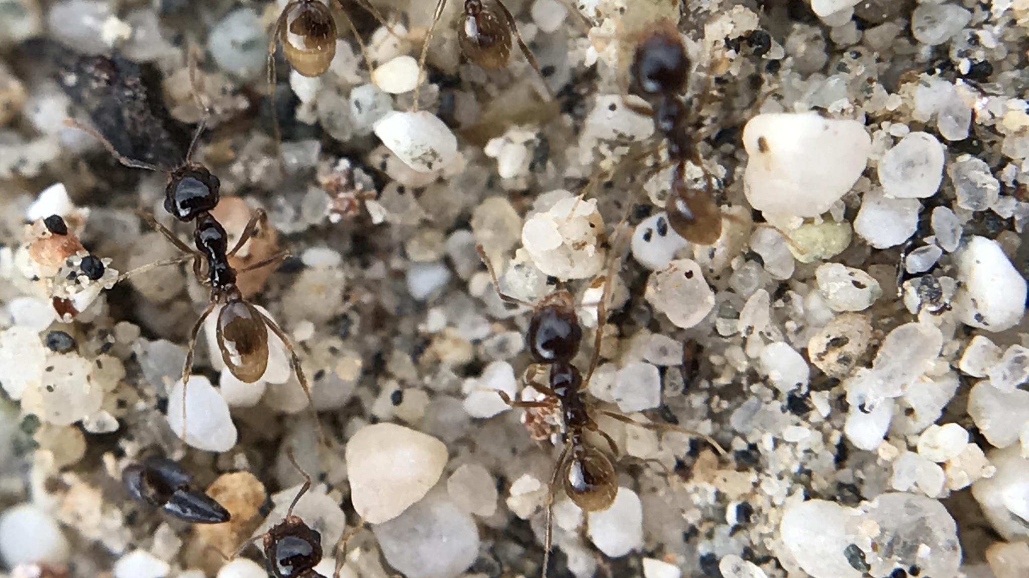 Pheidole barbata