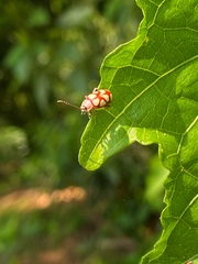 Omophoita magniguttis