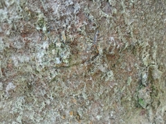 Hiranetis