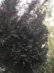 Taxus baccata