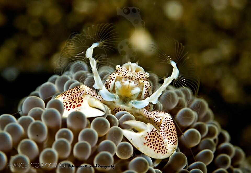 Cangrejos, langostas, camarones y cochinillas