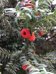 Taxus baccata