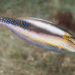 Bridled Leatherjacket - Photo (c) Erik Schlogl, some rights reserved (CC BY-NC)