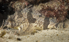 Centropogon australis