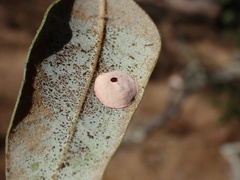 Paracraspis guadaloupensis