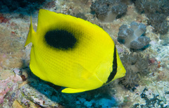 Chaetodon speculum