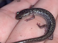 Plethodon jacksoni
