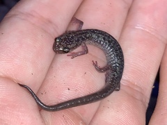 Plethodon jacksoni