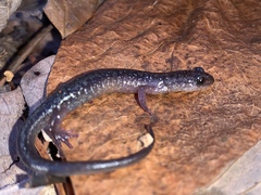 Plethodon jacksoni