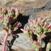 Plumas Stonecrop - Photo (c) Peter Zika, some rights reserved (CC BY-NC), uploaded by Peter Zika