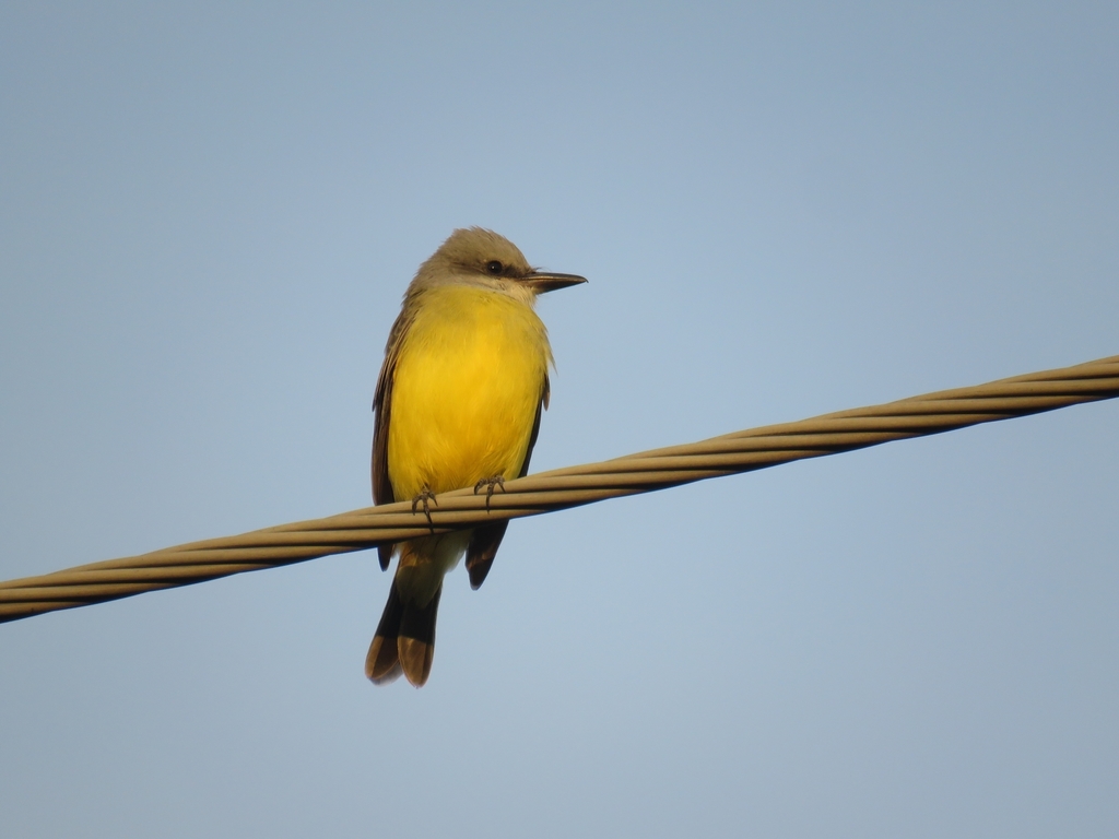 Tropical Kingbird