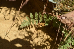 Woodsia obtusa