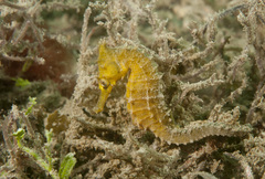 Hippocampus whitei