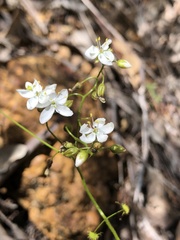 Drosera modesta