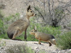 Patagonian Mara photo 4