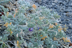 Lupinus duranii