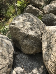 Archaeolacerta bedriagae