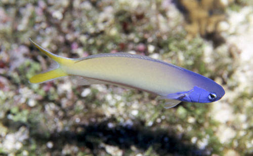 Blue tilefish (Hoplolatilus starcki) — Malacanthidae — 5