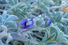 Lupinus duranii